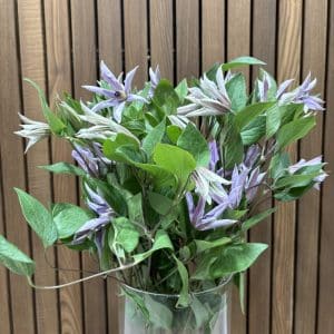 Clematis 10 stilke bdt