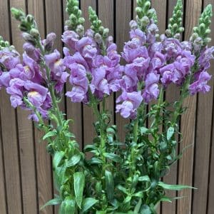 Løvemund 10 stilke bdt