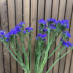 Statice 5 stilke bdt