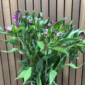 Alstromeria 10 stilke bdt