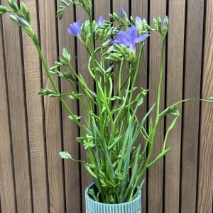 Fresia 10 stilke bdt