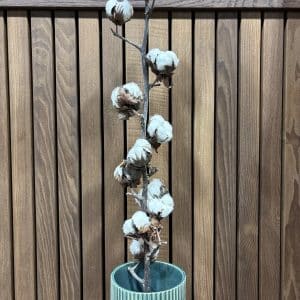 Bomulds gren 1 stk bdt