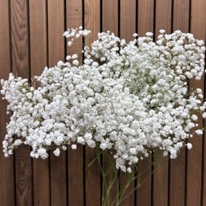 Brudeslør 5 stilke bdt