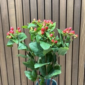 Hypericum 5 stilke bdt