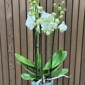 Orchide Phalenopsis pt