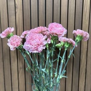 Nelliker 20 stilke bdt