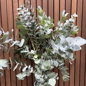 Eucalyptus bdt