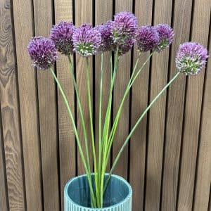 Allium 10 stilke bdt